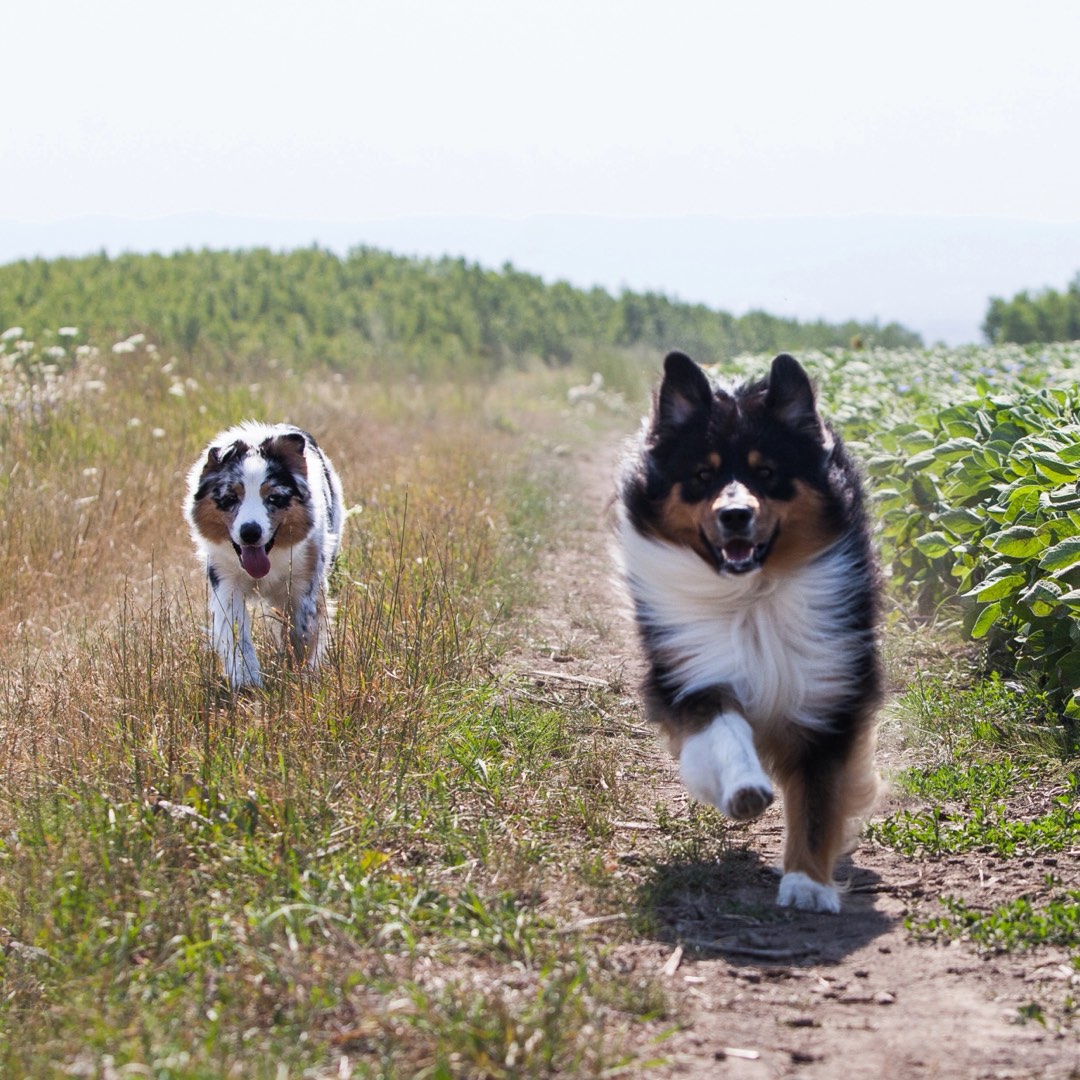 Two dogs running down a dirt path between fields