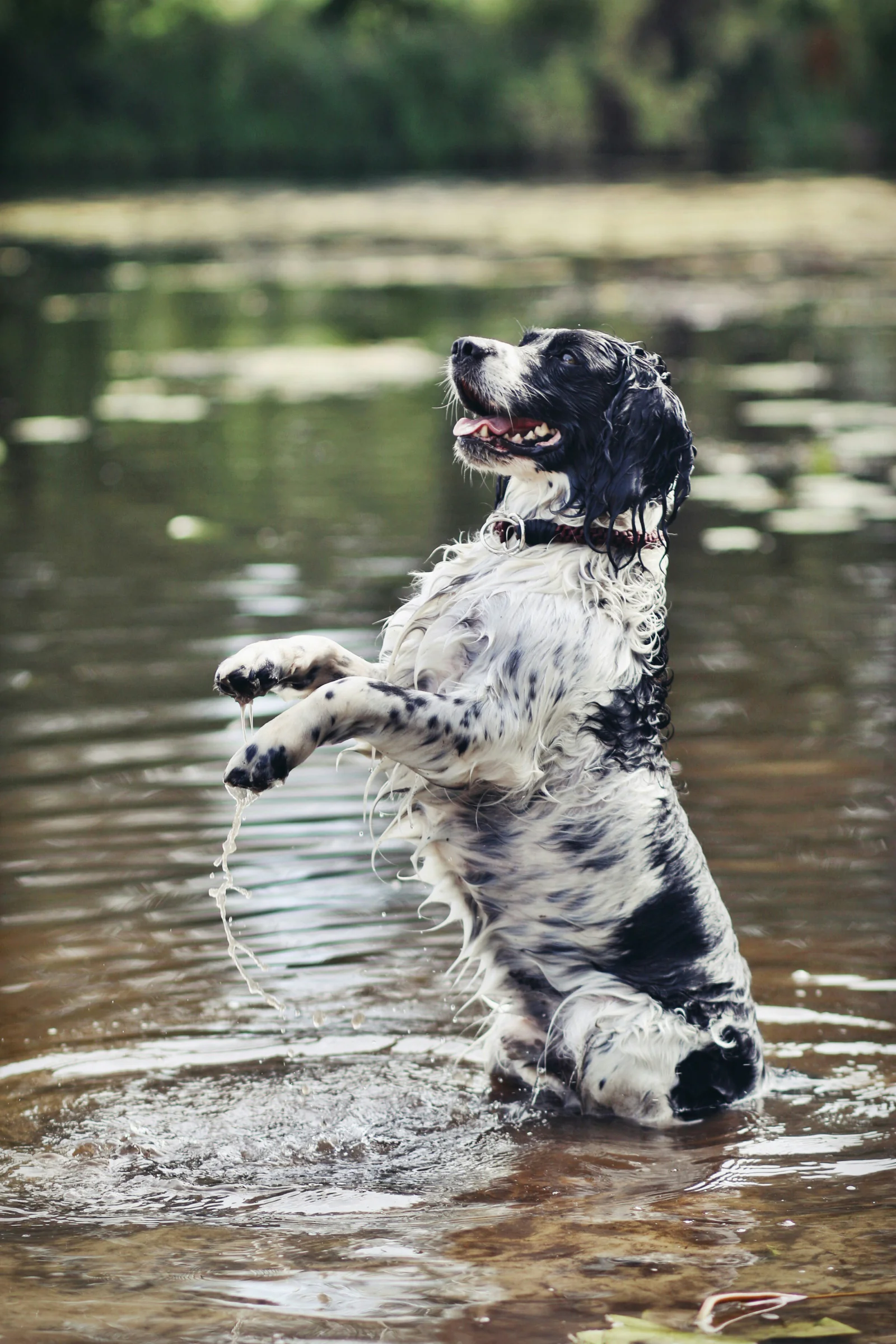 English Springer Spaniel standing up in a pond, representing the dogs Pointer's predictive care protects